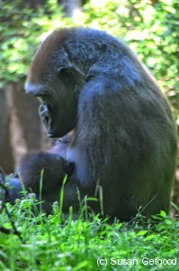 Mama and Baby Bronx Zoo Gorilla Habitat July 2014